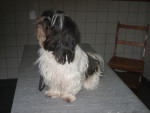 Renza,Shih Tzu,jeuk op rug en droge mond door zouttekort.
